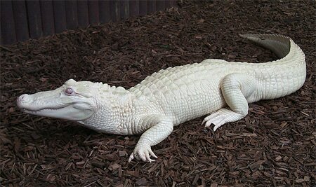 Albino Alligator